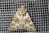 Hecatera dysodea