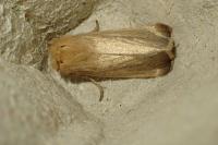 Sesamia nonagrioides