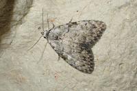 Meganola strigula