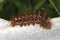 Acronicta rumicis
