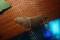Idaea aversata