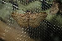 Peribatodes rhomboidaria rhomboidaria