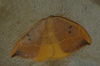 Watsonalla binaria