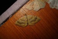 Camptogramma bilineata