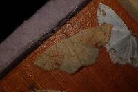 Cyclophora punctaria