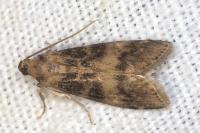 Euzophera pinguis
