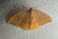 Watsonalla binaria