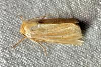 Mythimna pallens