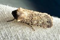 Euxoa nigrofusca/tritici