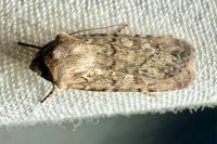 Euxoa nigrofusca/tritici
