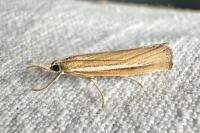 Agriphila selasella