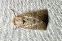 Hoplodrina ambigua