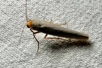 Eilema caniola