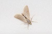 Acentria ephemerella