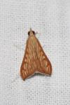 Antigastra catalaunalis