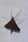 Dolicharthria punctalis