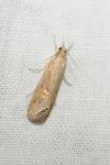 Euchromius ocellea