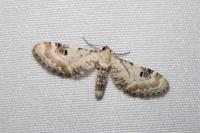 Eupithecia centaureata