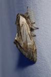 Harpyia milhauseri