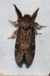 Notodonta dromedarius