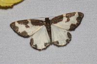 Lomaspilis marginata