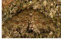 Ectropis crepuscularia