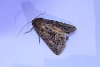 Thalpophila matura