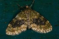Acasis viretata