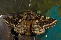 Lycia hirtaria