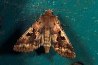Orthosia gothica