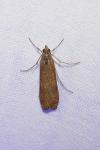 Nomophila noctuella