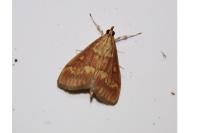 Ostrinia nubilalis