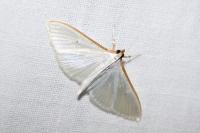 Palpita vitrealis