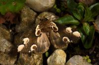 Thyatira batis