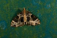 Ecliptopera silaceata
