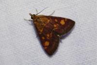Pyrausta aurata