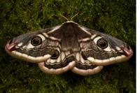 Saturnia pavonia