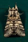 Drymonia ruficornis