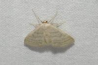 Idaea subsericeata