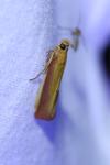 Oncocera semirubella