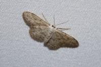 Idaea seriata