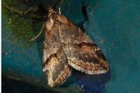 Chesias rufata rufata