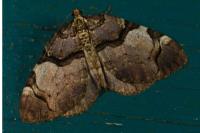 Anticlea derivata