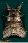 Calliteara pudibunda