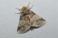 Thaumetopoea processionea