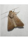 Hoplodrina ambigua/blanda