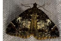 Dysstroma truncata
