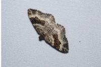 Epirrhoe alternata