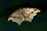 Macaria alternata