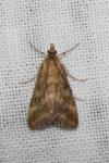 Pyrausta despicata